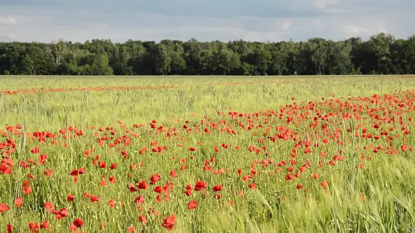 509063 - Corn poppy (Papaver rhoeas) and barley (Hordeum vulgare), Brandenburg, Germany