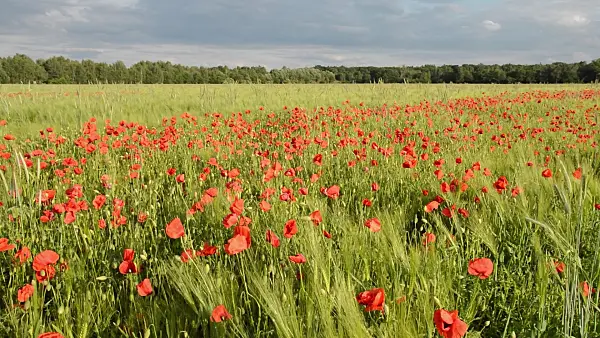 509065 - Corn poppy (Papaver rhoeas) and barley (Hordeum vulgare), Brandenburg, Germany