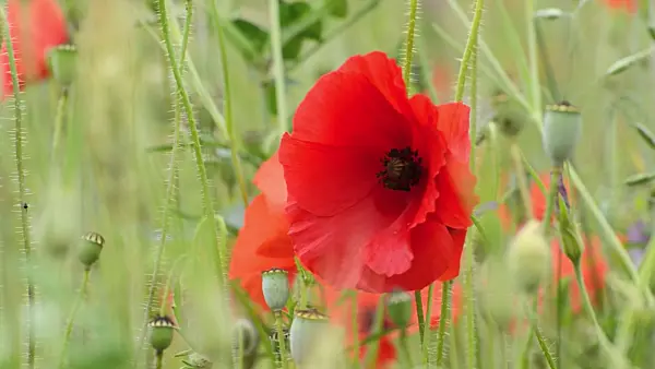 497142 - Corn poppy (Papaver rhoeas) and bee (Apis)