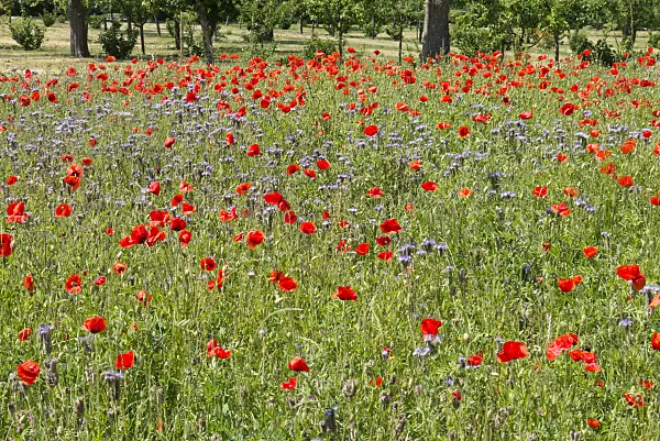 545114 - Corn poppy (Papaver rhoeas) and lacy phacelia (Phacelia tanacetifolia)