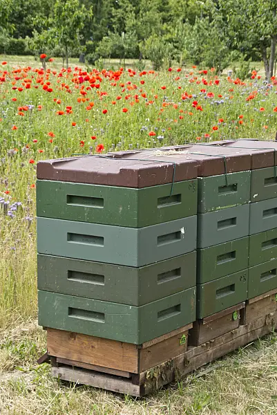 545120 - Corn poppy (Papaver rhoeas) and lacy phacelia (Phacelia tanacetifolia) with beehives