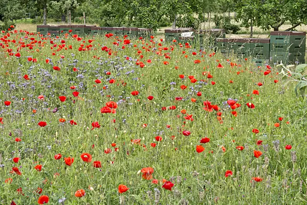 545121 - Corn poppy (Papaver rhoeas) and lacy phacelia (Phacelia tanacetifolia) with beehives