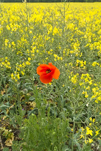 544156 - Corn poppy (Papaver rhoeas) and rape (Brassica napus subsp. oleifera)