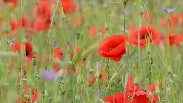 497141 - Corn poppy (Papaver rhoeas), bees (Apis) and bumble bees (Bombus)