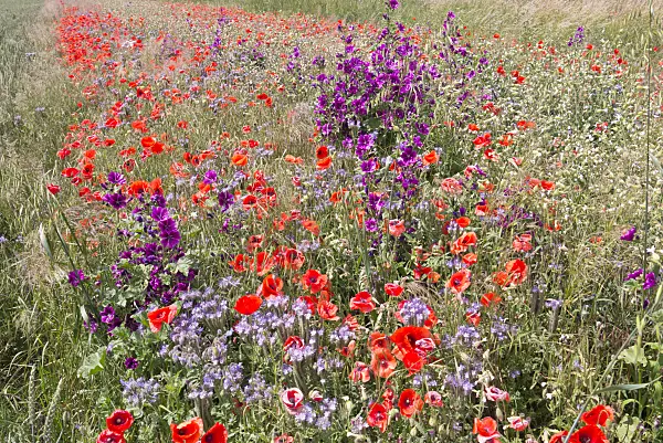 572121 - Corn poppy (Papaver rhoeas), common mallow (Malva sylvestris) and lacy phacelia (Phacelia tanacetifolia)