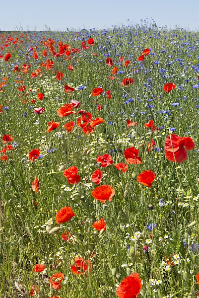 545149 - Corn poppy (Papaver rhoeas), oxeye daisy (Leucanthemum vulgare) and cornflower (Centaurea cyanus)