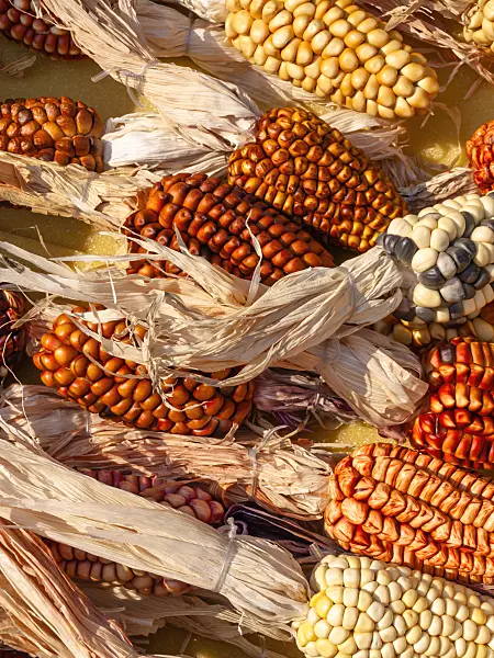 429151 - Corn (Zea mays)