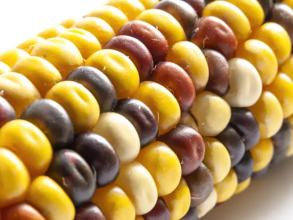 433152 - Corn (Zea mays)