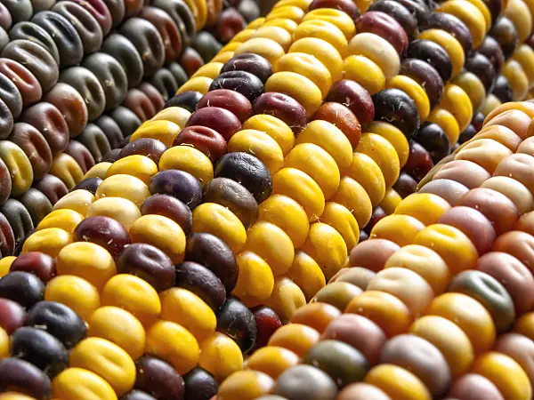 433154 - Corn (Zea mays)