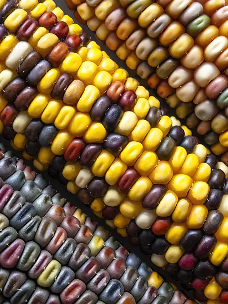 433155 - Corn (Zea mays)