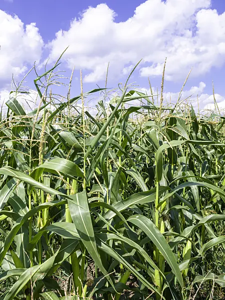 487195 - Corn (Zea mays)