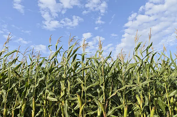 500079 - Corn (Zea mays)