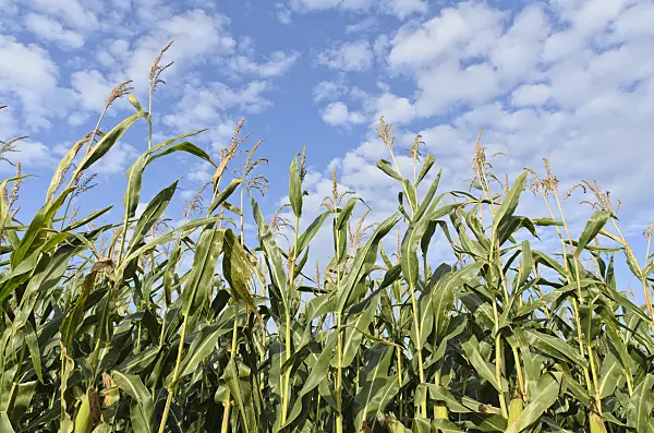 500080 - Corn (Zea mays)