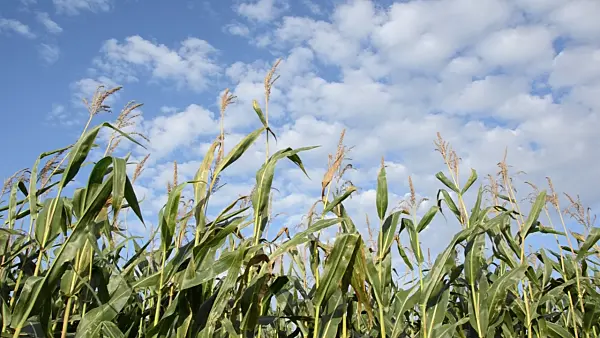 500092 - Corn (Zea mays)