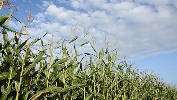 500093 - Corn (Zea mays)