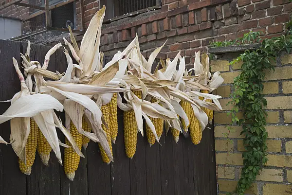 597004 - Corn (Zea mays)