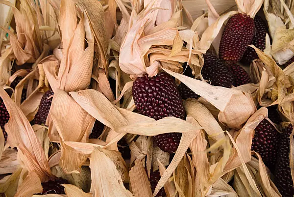 672011 - Corn (Zea mays)