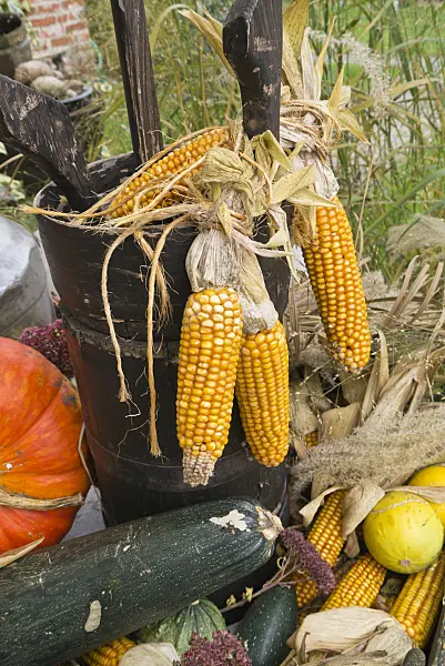 536216 - Corn (Zea mays) and squashes (Cucurbita)