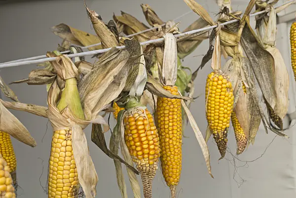 609048 - Corn (Zea mays) hanging to dry