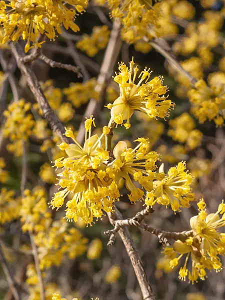 411276 - Cornelian cherry (Cornus mas)