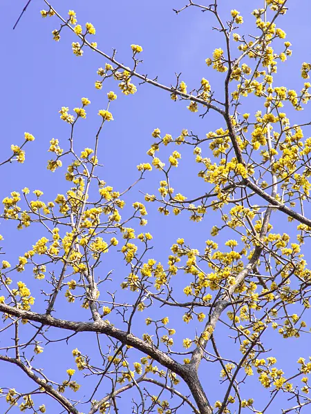 447006 - Cornelian cherry (Cornus mas)