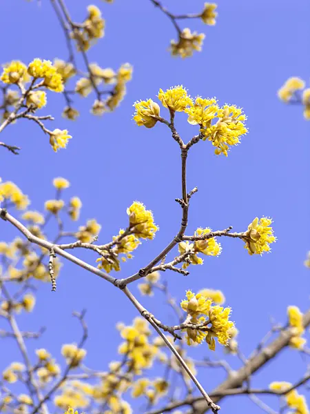447007 - Cornelian cherry (Cornus mas)