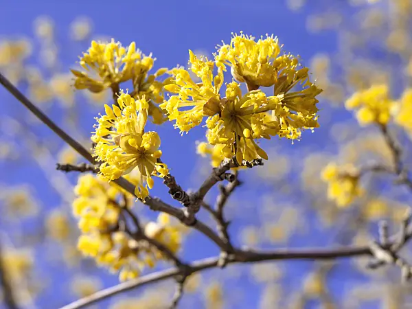 447011 - Cornelian cherry (Cornus mas)