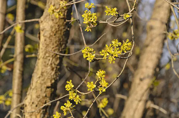 494074 - Cornelian cherry (Cornus mas)