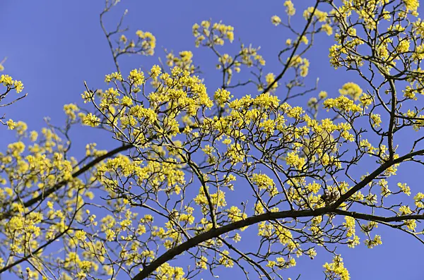 494087 - Cornelian cherry (Cornus mas)