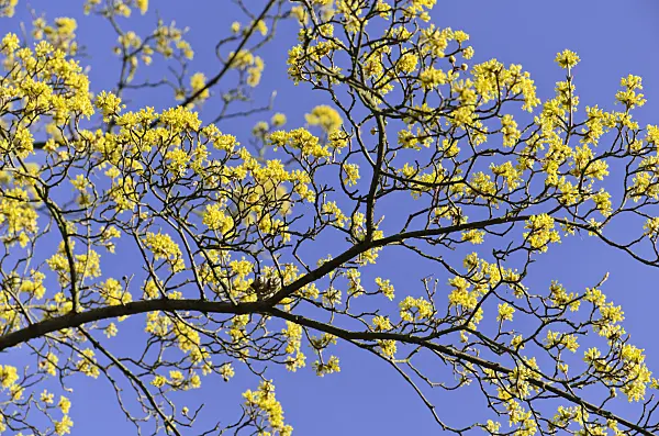 494088 - Cornelian cherry (Cornus mas)