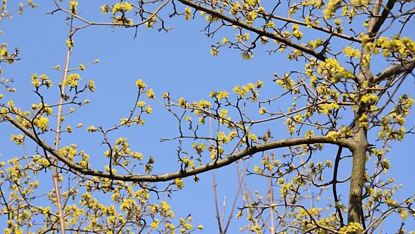 494098 - Cornelian cherry (Cornus mas)