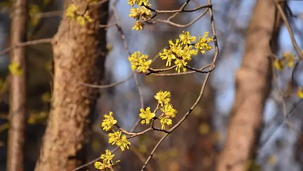 494099 - Cornelian cherry (Cornus mas)