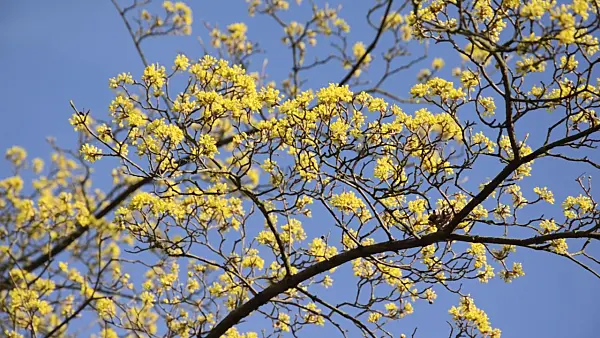 494113 - Cornelian cherry (Cornus mas)