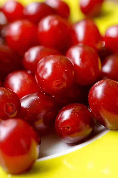 499057 - Cornelian cherry (Cornus mas)