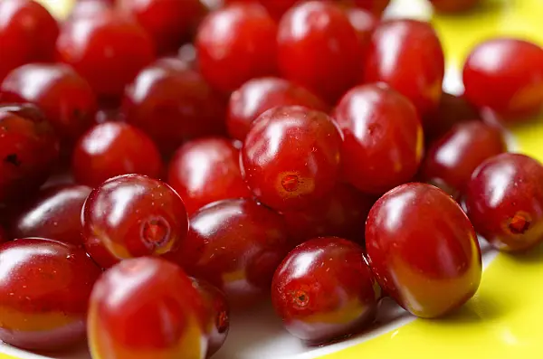 499058 - Cornelian cherry (Cornus mas)