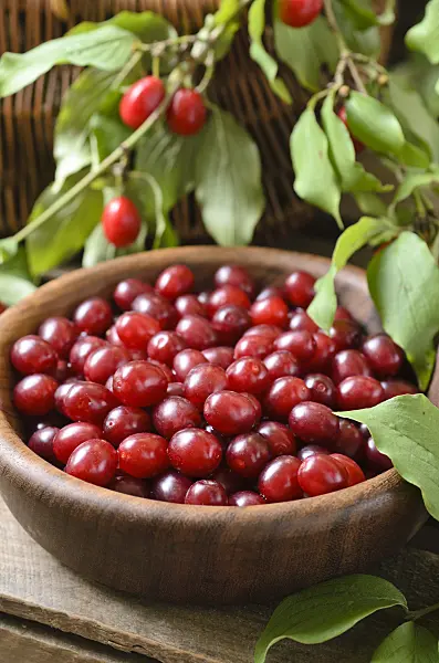 499063 - Cornelian cherry (Cornus mas)