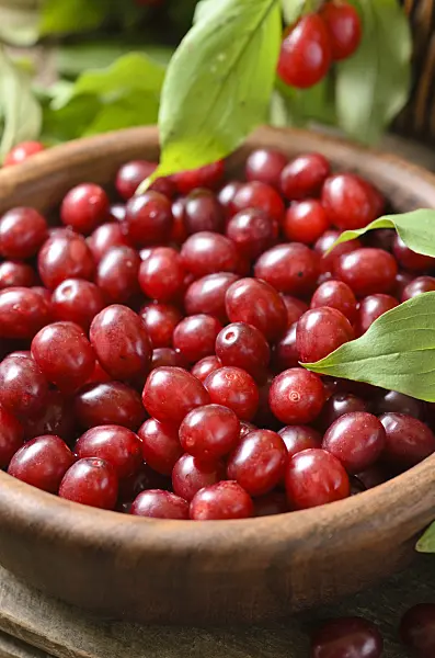 499065 - Cornelian cherry (Cornus mas)
