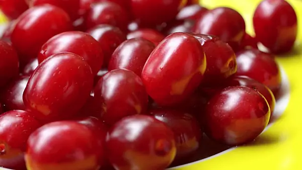 499067 - Cornelian cherry (Cornus mas)