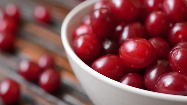 499068 - Cornelian cherry (Cornus mas)