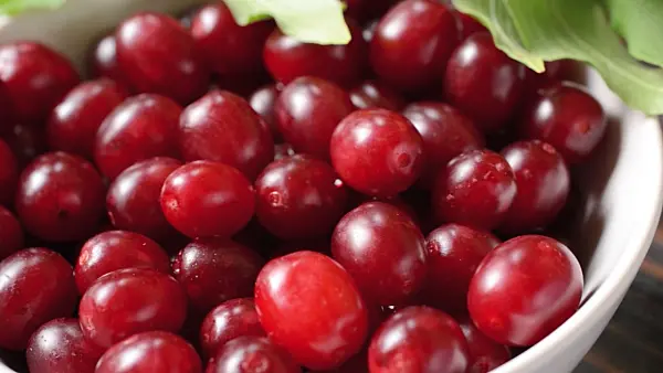 499074 - Cornelian cherry (Cornus mas)