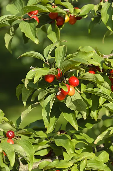 499077 - Cornelian cherry (Cornus mas)