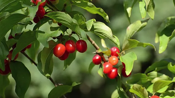 499089 - Cornelian cherry (Cornus mas)