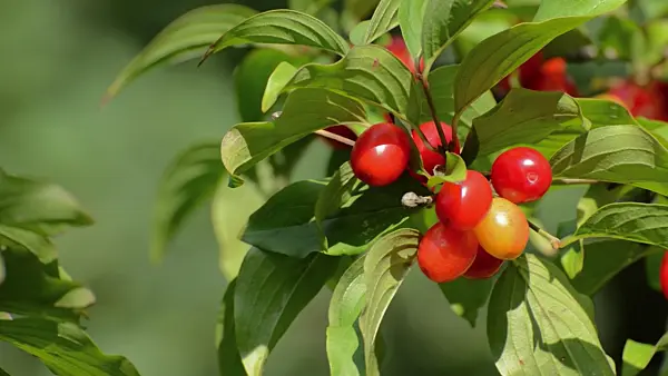 499090 - Cornelian cherry (Cornus mas)