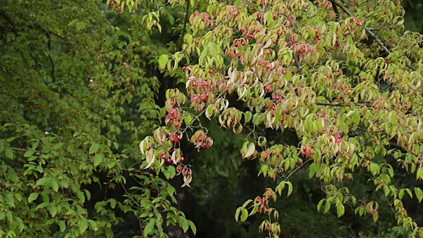 499127 - Cornelian cherry (Cornus mas)