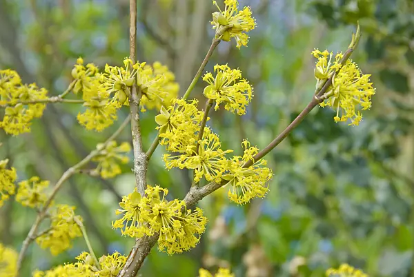 502166 - Cornelian cherry (Cornus mas)