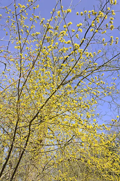 542020 - Cornelian cherry (Cornus mas)