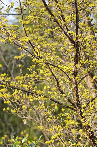 553060 - Cornelian cherry (Cornus mas)