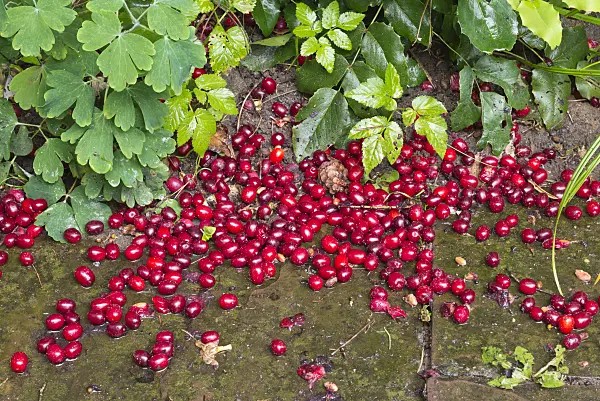 573060 - Cornelian cherry (Cornus mas)