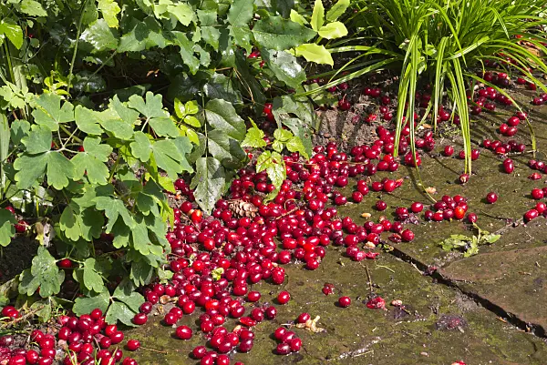 573061 - Cornelian cherry (Cornus mas)