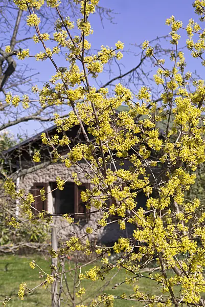 601024 - Cornelian cherry (Cornus mas)